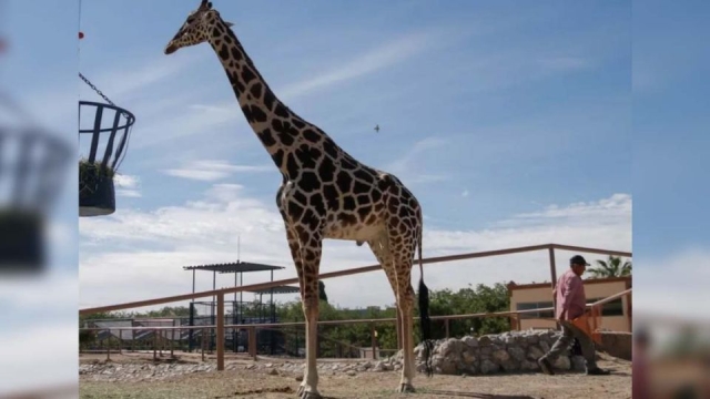 La jirafa &#039;Benito&#039; encuentra nuevo hogar en Africam Safari, Puebla