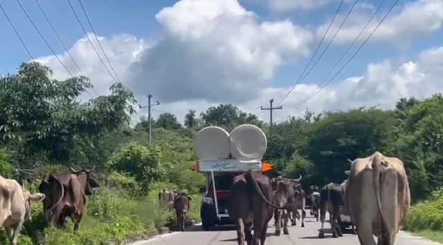 Durante la actual administración se han realizado alrededor de 400 procesos de inseminación artificial entre el ganado de Mazatepec.