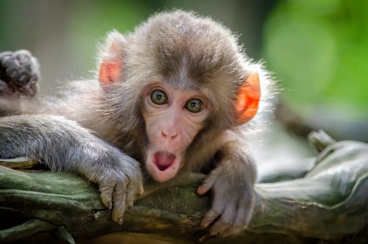 La OMS cambiará el nombre a la viruela del mono para no ofender a nadie