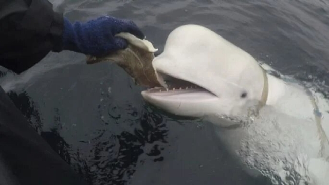 Noruega encuentra a una beluga que llevaba arnés ruso rumbo a Suecia