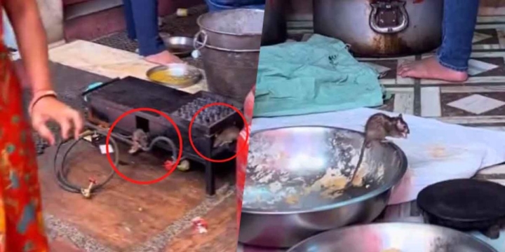 ¡Chefcito!: Vídeo viral de ratas en cacerolas, genera controversia en redes