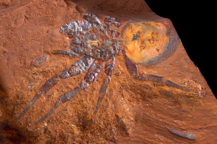 Encuentran fósil de araña gigante en Australia