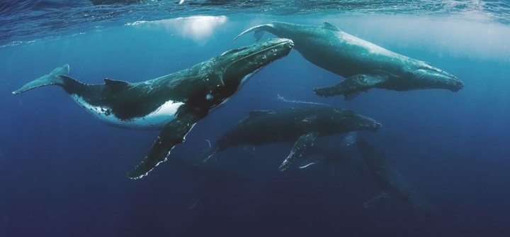 WWF México estudia zonas de mayor riesgo de colisiones entre barcos y ballenas