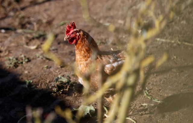 Gripe aviar en México: Senasica impone cuarentenas a granjas en Sonora y Nuevo León