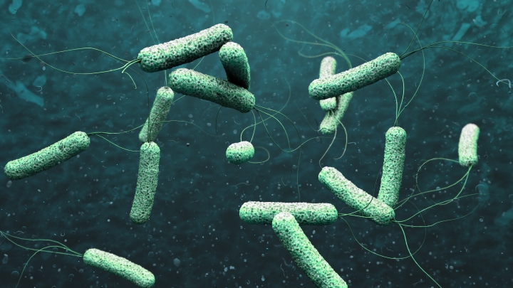 Científicos descubren cómo se activa la toxicidad de la bacteria del cólera