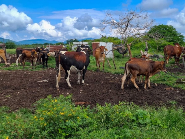 Necesario, que ganaderos apliquen medidas de sanidad