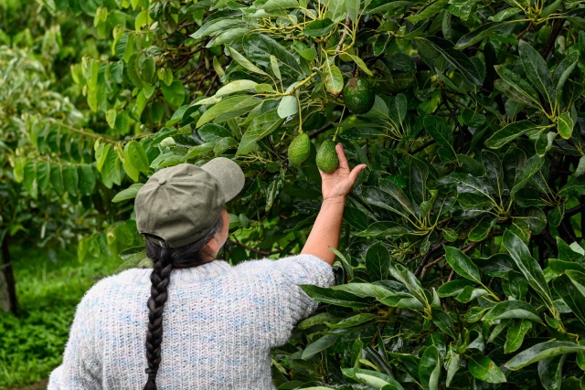 Es aguacate morelense primer lugar nacional en calidad y sabor