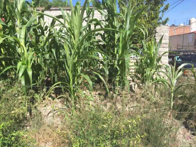 Los cultivos de temporal en Jojutla son el maíz y el sorgo, que requieren de lluvias regulares para que se desarrollen completamente, de ahí la inquietud de que ya se normalicen las lluvias.