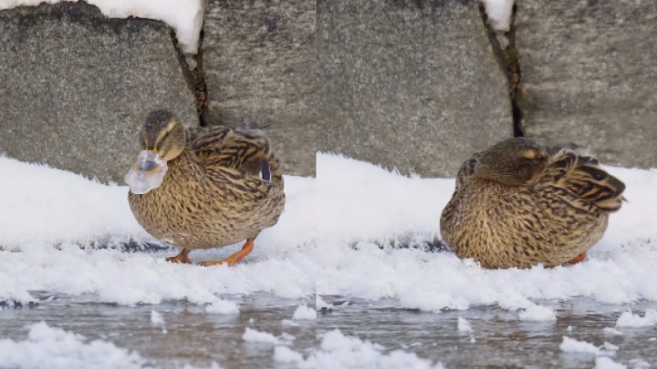 Patito se congela en Suecia por bajas temperaturas; así logró liberarse: