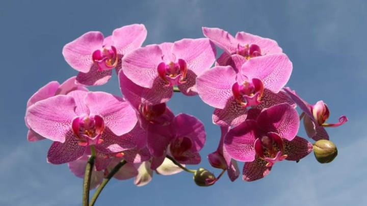El lugar perfecto para colocar tus orquídeas y que florezcan