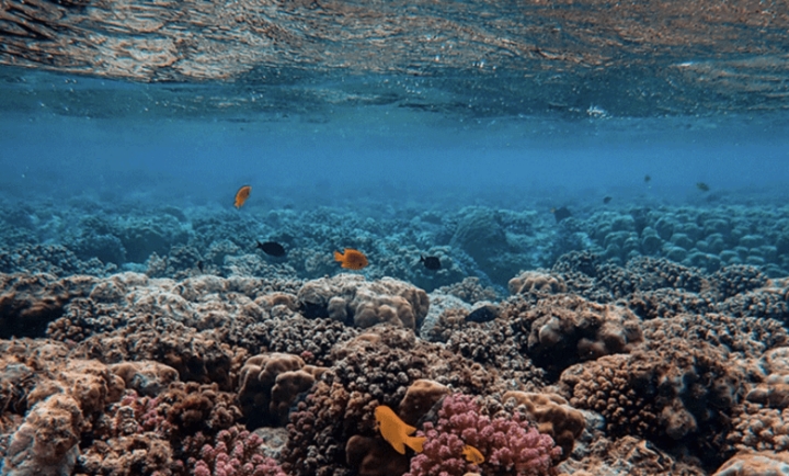 Oceana presenta resultado de expedición científica en los arrecifes Bajos del Norte y Alacranes