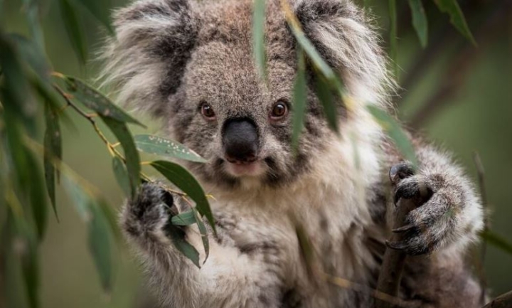 Australia declara a los koalas como especie amenazada