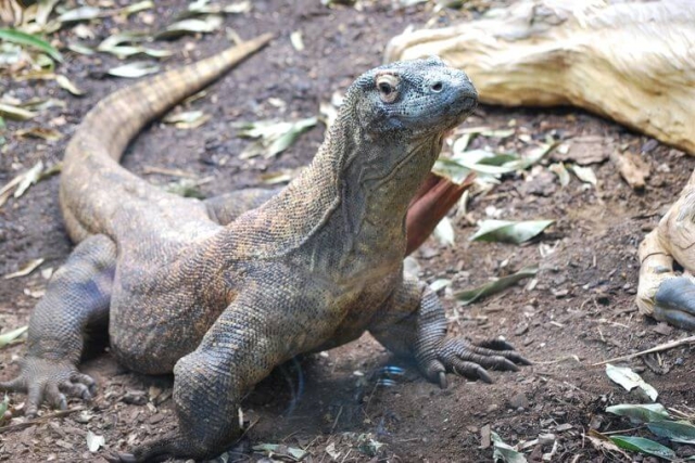 Estudio revela capa de hierro en dientes del dragón de Komodo