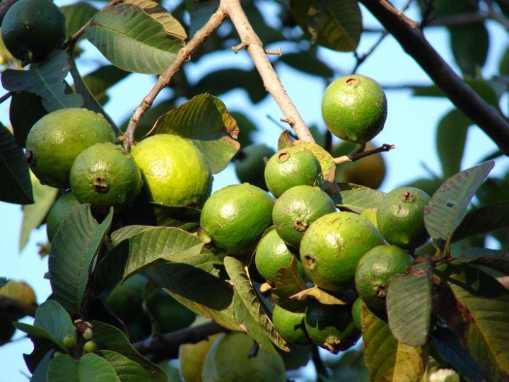 Cómo lograr que tu guayabo en maceta dé frutos rápido