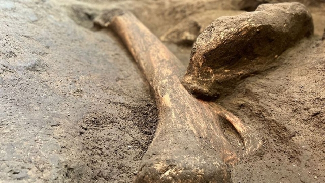 Hallan restos de un mamut gigante en el patio de una casa en Ixtlahuaca