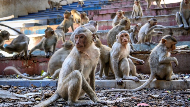 La banda de mono que aterra India volvió a atacar, la víctima fue un campesino