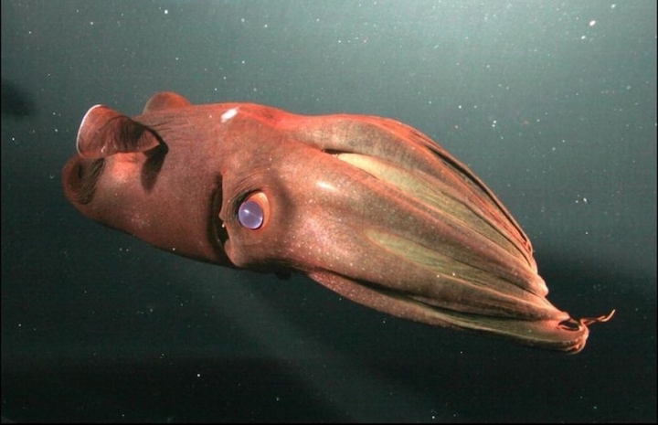 Descubren nuevo fósil de calamar vampiro