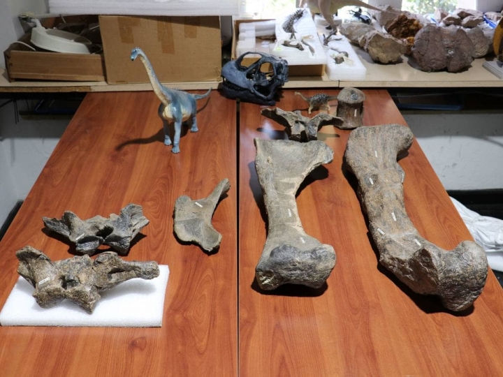 Arackar licanantay, el dinosaurio más grande descubierto en Chile
