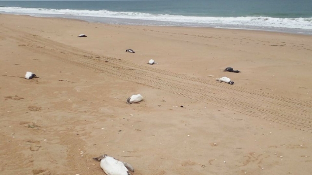Miles de pingüinos aparecen muertos en costas de Uruguay
