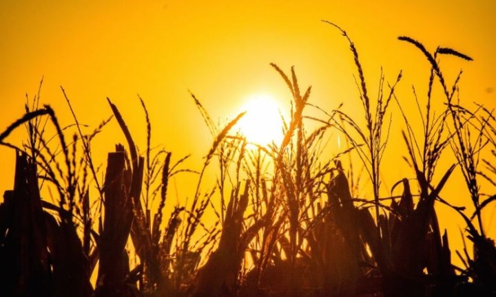 México desarrolla investigación para afrontar efectos del cambio climático en la agricultura