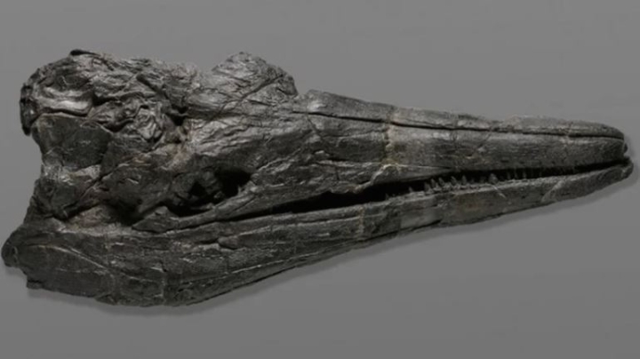 Hallan un cráneo fósil del que sería el primer animal gigante de la Tierra