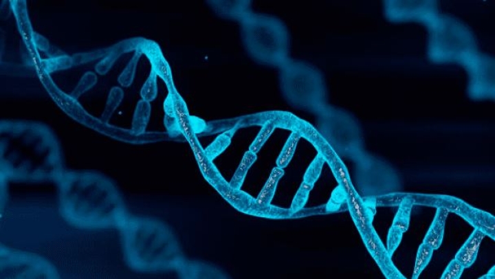 Descubren un nuevo modelo de reparación del ADN