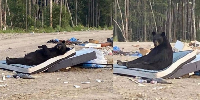 Captan a un oso durmiendo cómodamente en un colchón.