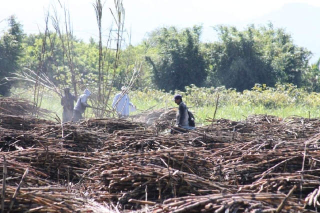 Morelos es considerado el octavo productor de caña de azúcar a nivel nacional. 