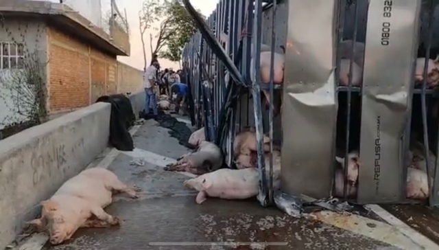 Demandan activistas Ley General de Bienestar Animal