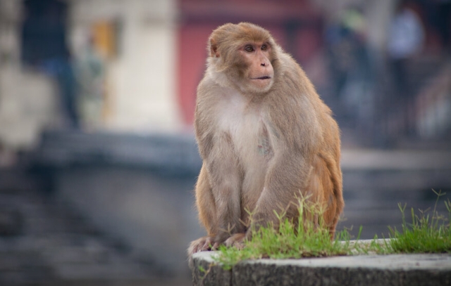 43 monos escapan de laboratorio en Carolina del Sur; aseguran no hay peligro