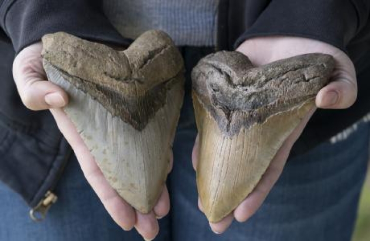 Una niña descubre un diente de megalodón mientras buscaba fósiles en la playa