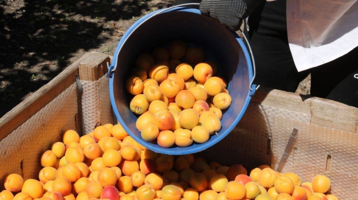 Descubren los beneficios del nanche, la fruta rica en colágeno que reduce las arrugas