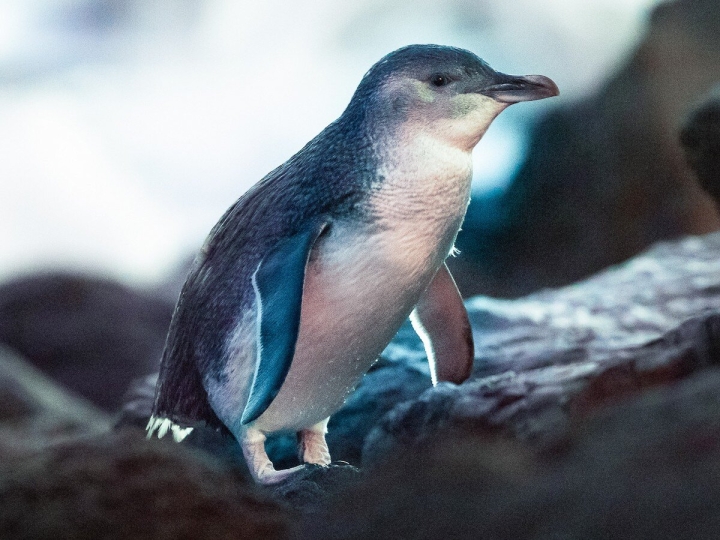 Pingüino azul.