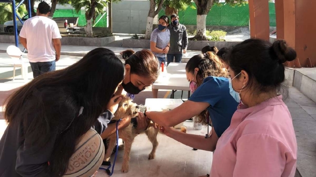 Este martes continuará la campaña de vacunación antirrábica en Jojutla, por lo que se invita a la población del municipio a aprovecharla para inmunizar a su mascota.