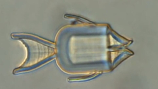 Microrobots con forma de peces: administrarán medicina directo a células