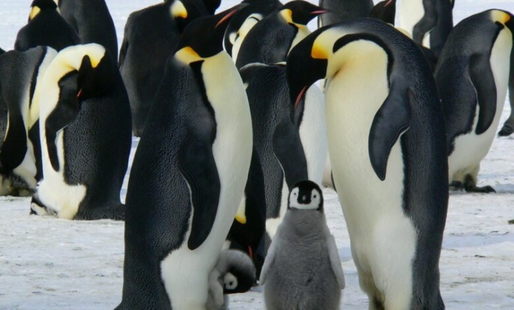 Paleontólogo descubre porqué pingüinos dejaron el calor y viven en el frío