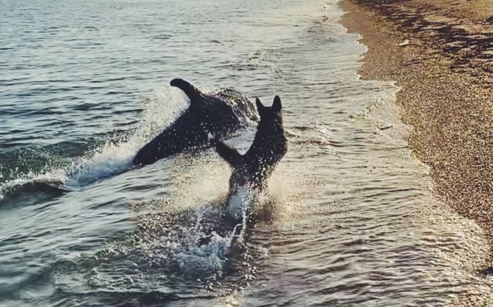 Un perro y un delfín juegan como &quot;grandes amigos&quot; en el mar.