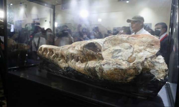 Paleontólogos descubren monstruo marino que vivió hace 36 millones años