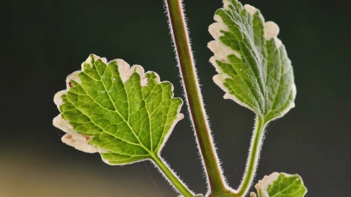 Planta de incienso: La plantita que huele a mirra, ahuyenta mosquitos y alivia ansiedad