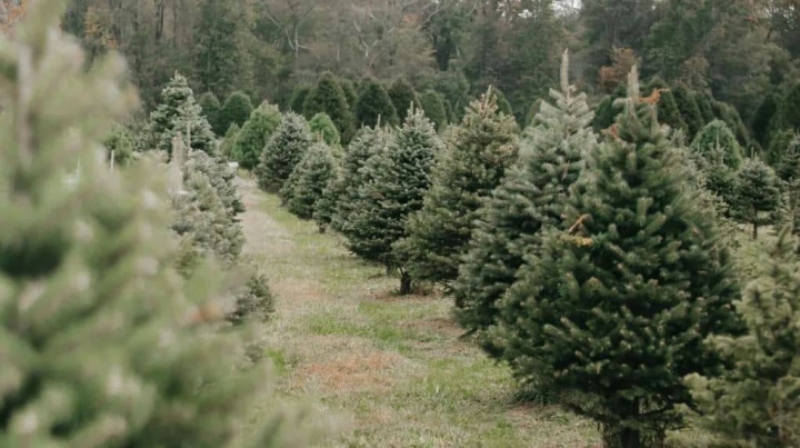 5 lugares donde puedes cortar tu propio árbol de Navidad