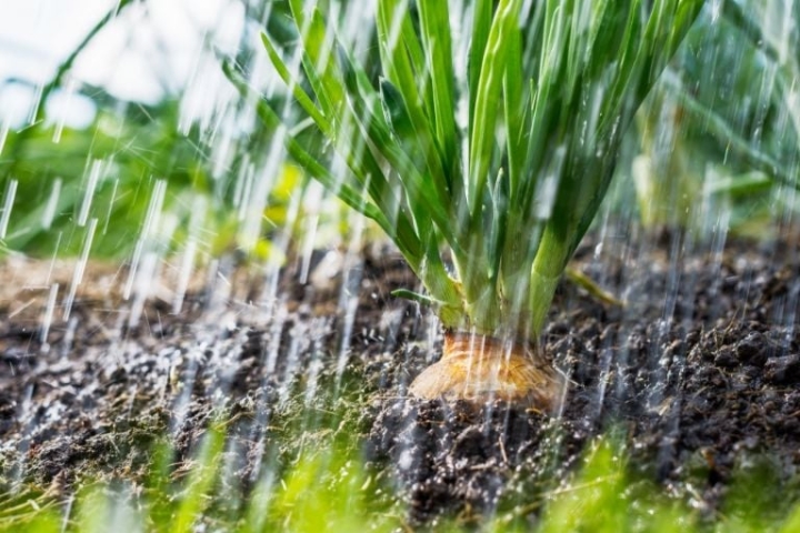 5 razones para usar el agua de lluvia como riego de árboles frutales