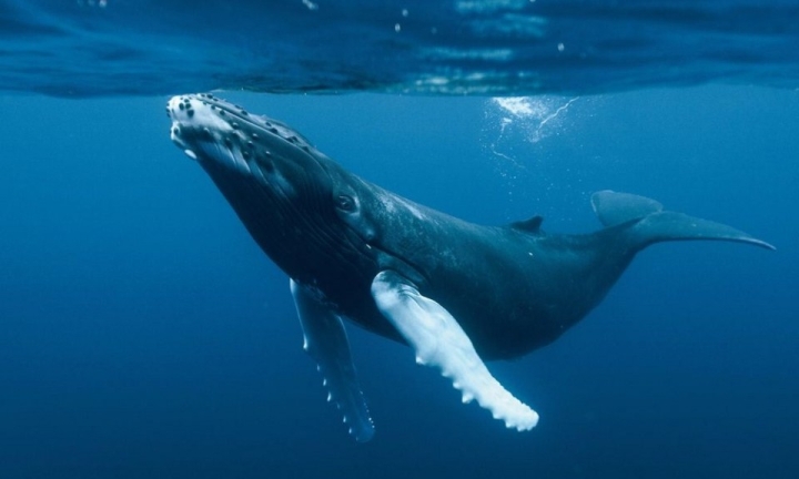 ¿Por qué cantan las ballenas?