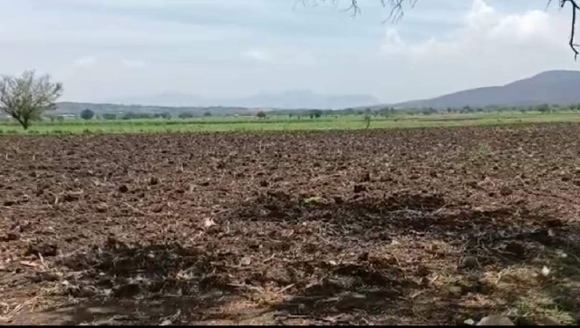 El suelo está seco y ello no garantiza un buen desarrollo del arroz, aseguran productores.