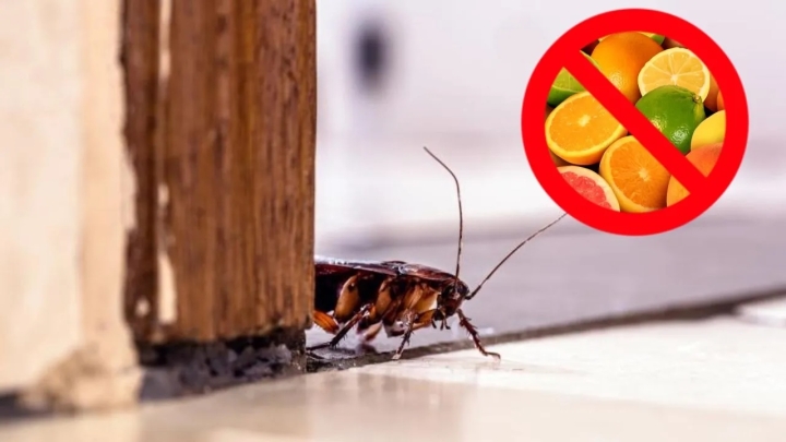 5 remedios caseros que NO funcionan para eliminar las cucarachas de tu casa, según los expertos