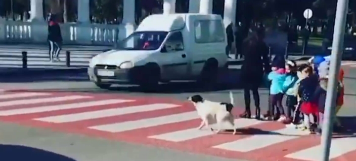 Perro callejero ayuda a niños a cruzar la calle.