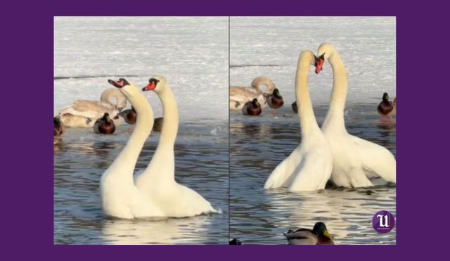 Fotógrafo captura el cortejo de dos cisnes y su video arrasa en redes sociales con más de 100 millones de vistas