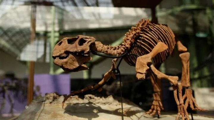 Fósil de dinosaurio revela la evolución de la piel en dinosaurios emplumados