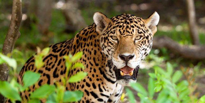 Día mundial de la conservación del jaguar: Un llamado a la acción