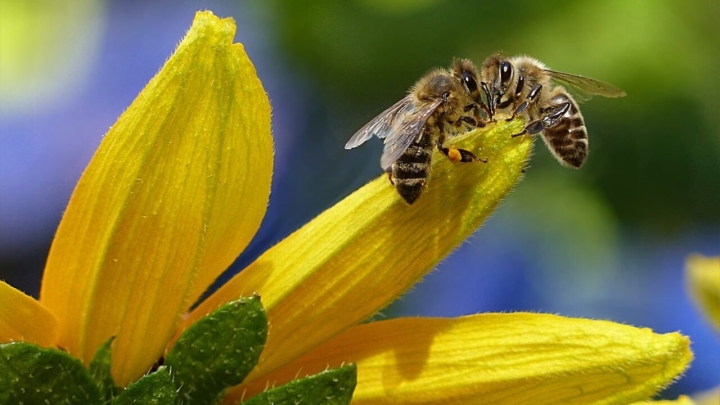 Plantas que atraen abejas en primavera y que evitan su extinción