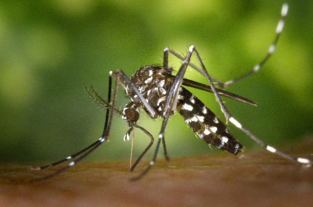Piden eliminar mosco transmisor del dengue en San Gabriel Las Palmas